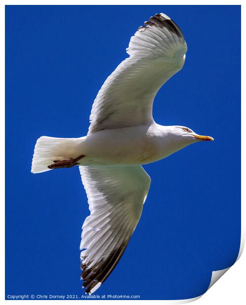 Flying Sea Gull Print by Chris Dorney