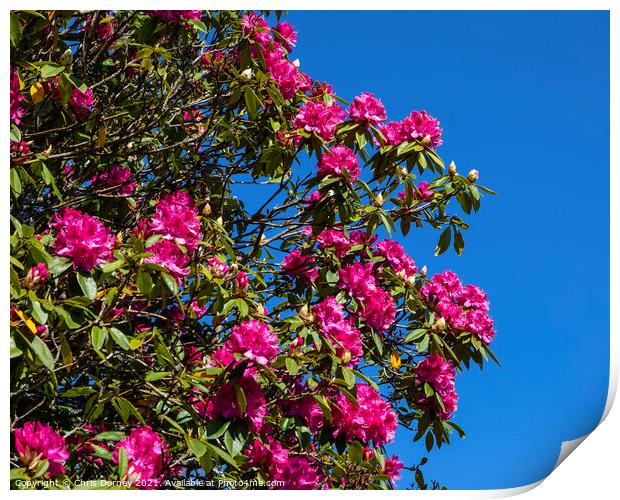 Pacific Rhododendron Print by Chris Dorney