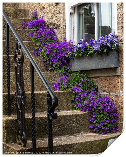 Purple Flowers in St. Ives in Cornwall, UK Print by Chris Dorney