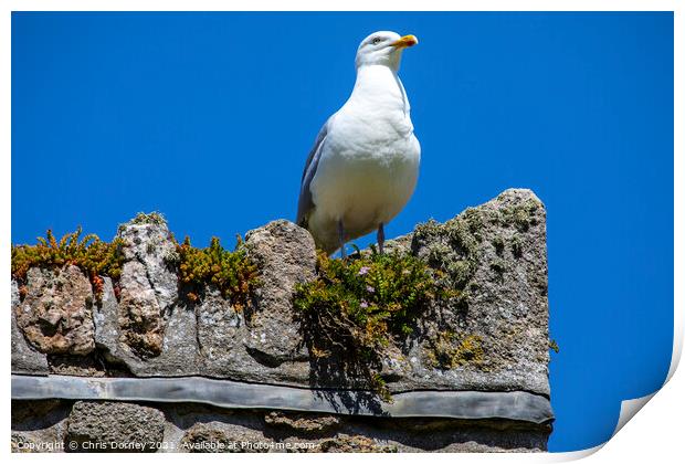 Sea Gull at St. Michaels Mount in Cornwall, UK Print by Chris Dorney