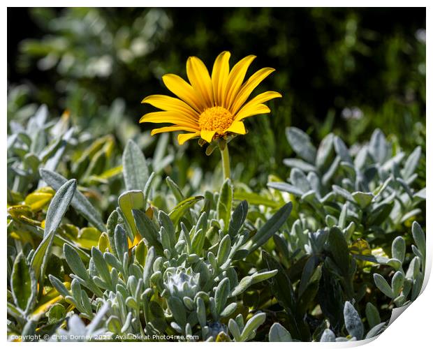 Yellow African Daisy Print by Chris Dorney
