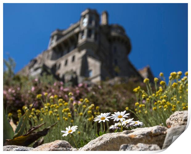 Daisies in Bloom at St. Michaels Mount in Cornwall, UK Print by Chris Dorney