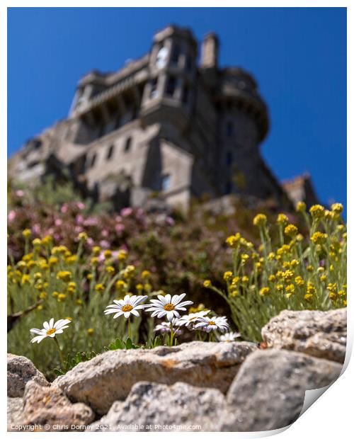 Daisies in Bloom at St. Michaels Mount in Cornwall, UK Print by Chris Dorney