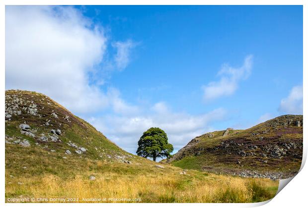 Sycamore Gap in Northumberland, UK Print by Chris Dorney