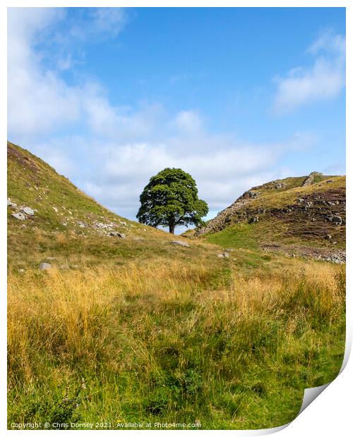 Sycamore Gap in Northumberland, UK Print by Chris Dorney