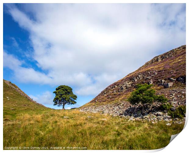 Sycamore Gap in Northumberland, UK Print by Chris Dorney