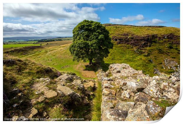 Sycamore Gap in Northumberland, UK Print by Chris Dorney