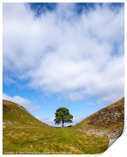Sycamore Gap in Northumberland, UK Print by Chris Dorney