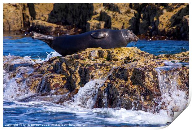 Seal on the Farne Islands in the UK Print by Chris Dorney