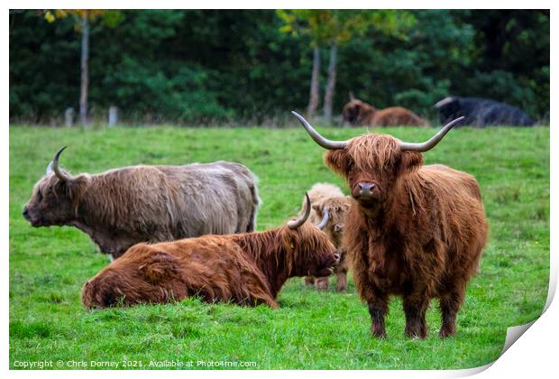Highland Cows in Scotland, UK Print by Chris Dorney