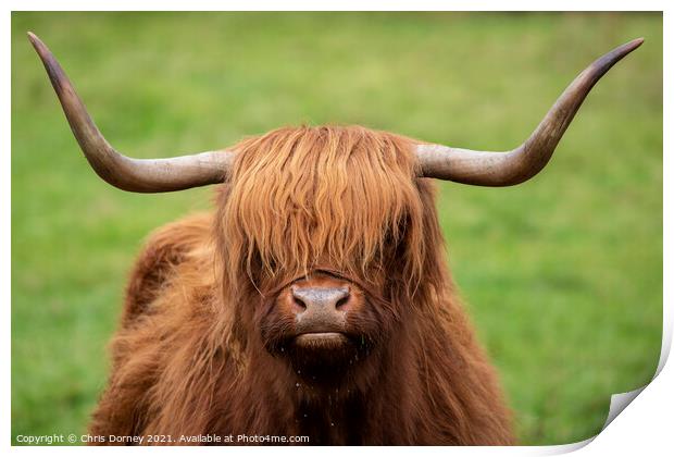 Highland Cow in Scotland, UK Print by Chris Dorney