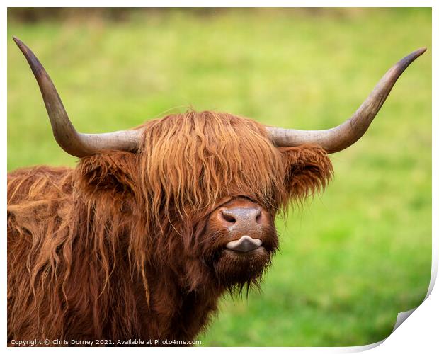 Highland Cow in Scotland, UK Print by Chris Dorney