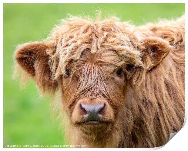 Highland Cattle Calf in Scotland, UK Print by Chris Dorney