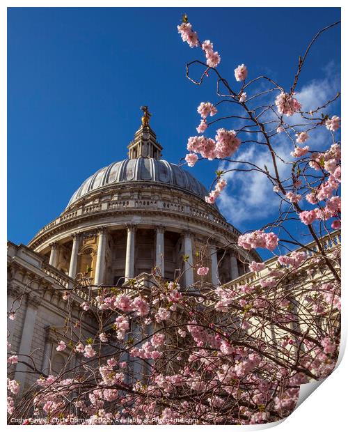 Blossom Tree and St. Pauls Cathedral in London, UK Print by Chris Dorney