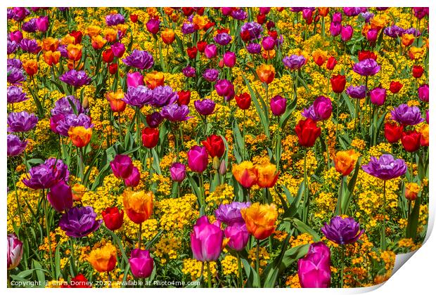 Flowers in Victoria Embankment Gardens in London, UK Print by Chris Dorney