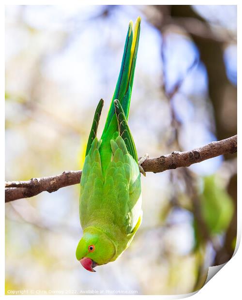 Green Parakeet in a Park in London, UK Print by Chris Dorney