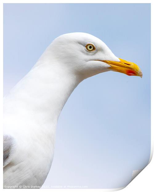 Seagull in Scarborough, North Yorkshire Print by Chris Dorney