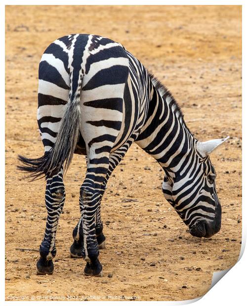 Zebra Print by Chris Dorney