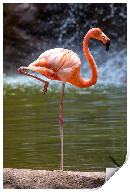 Flamingo Print by Chris Dorney