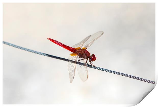 Red Dragonfly Print by Chris Dorney