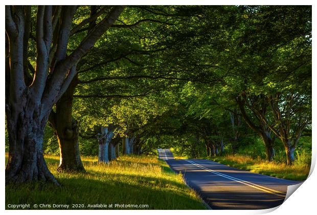 Beech Tree Avenue Near Wimborne in Dorset Print by Chris Dorney