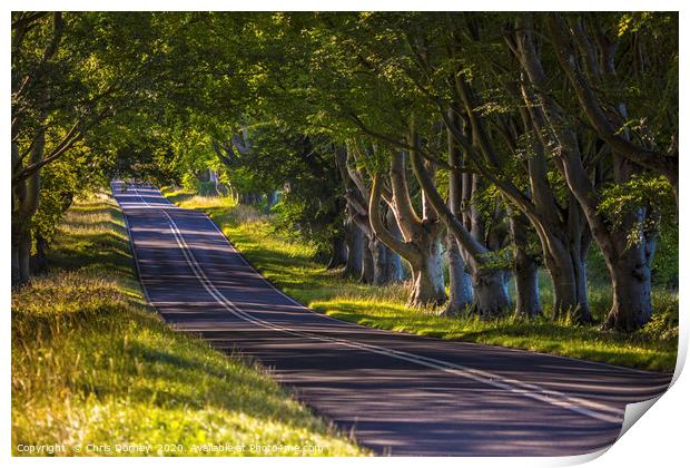 Beech Tree Avenue Near Wimborne in Dorset Print by Chris Dorney