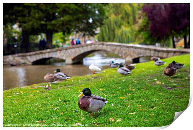 Ducks in Bourton-on-the-Water in Gloucestershire, UK Print by Chris Dorney