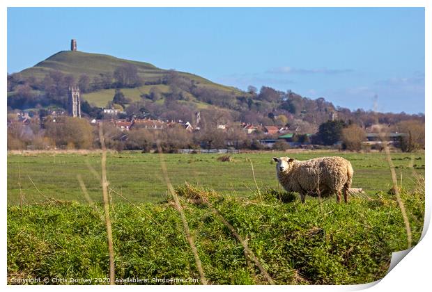 Sheep and Glastonbury Tor in Somerset, UK Print by Chris Dorney