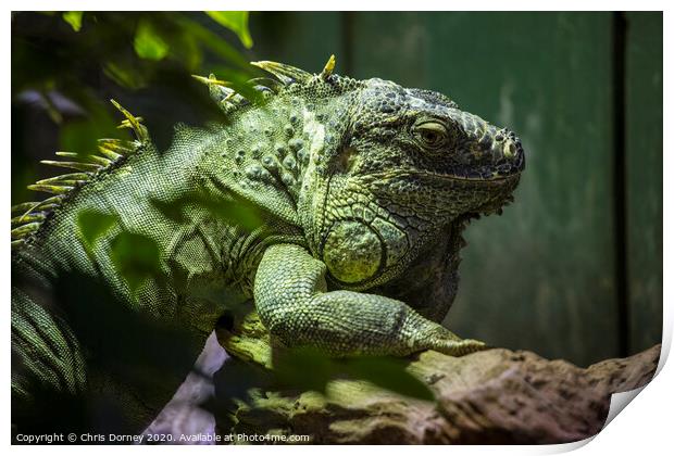 Iguana Print by Chris Dorney