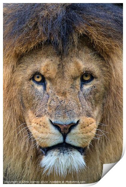 Lion Looking into the Camera Print by Chris Dorney