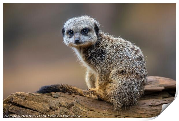 Meerkat Print by Chris Dorney