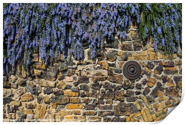 Buddleia Flower Covered Wall Print by Chris Dorney