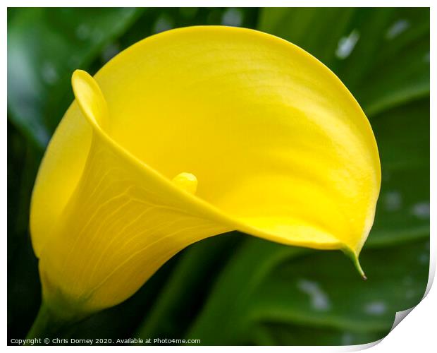 Zantedeschia or Calla Lily Print by Chris Dorney