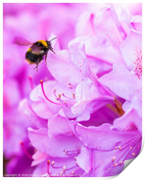 Bee Pollinating a Rhododendron Print by Chris Dorney
