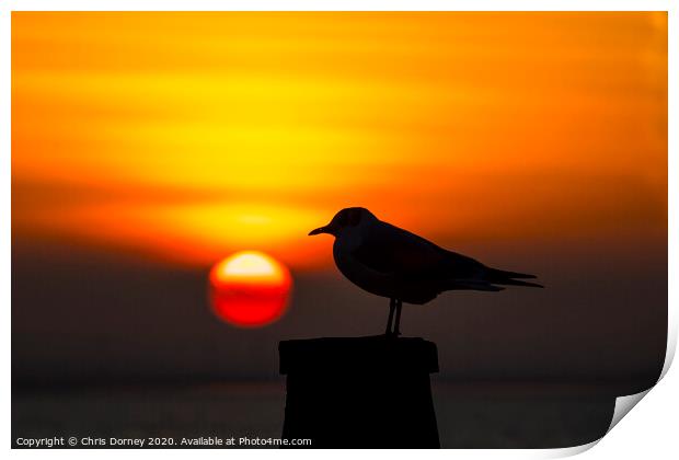 Seagull and the Setting Sun in Whitstable Print by Chris Dorney