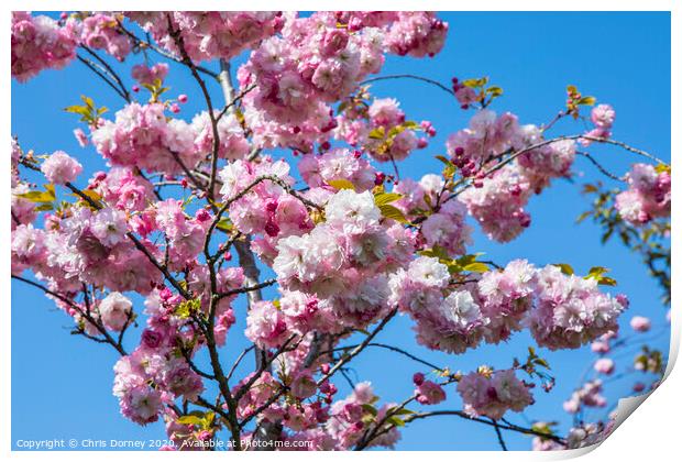 Cherry Blossom in Bloom Print by Chris Dorney