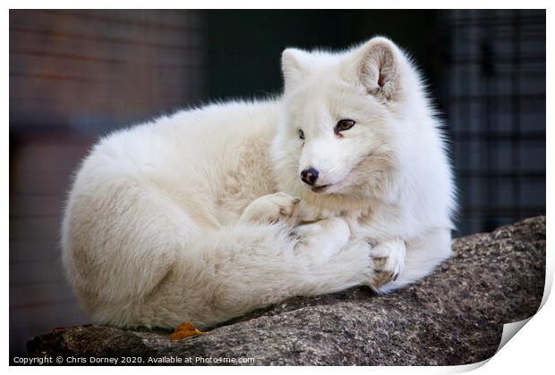 Arctic Fox Print by Chris Dorney