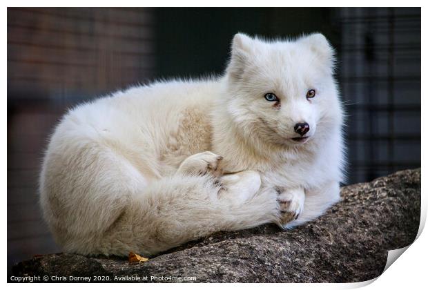 Arctic Fox Print by Chris Dorney