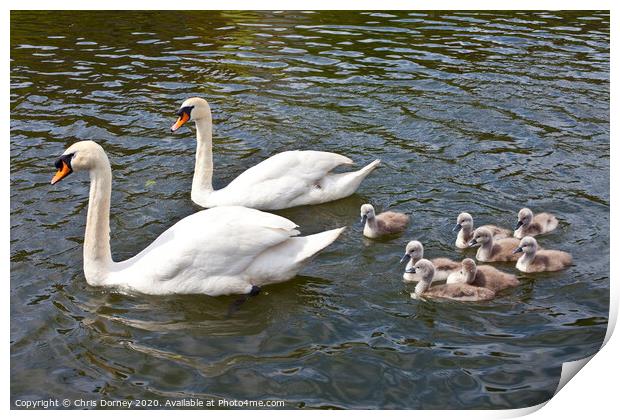 Swans with their Cygnets Print by Chris Dorney