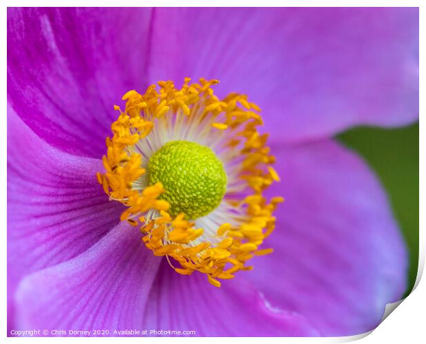 Japanese Anemone Flower Print by Chris Dorney