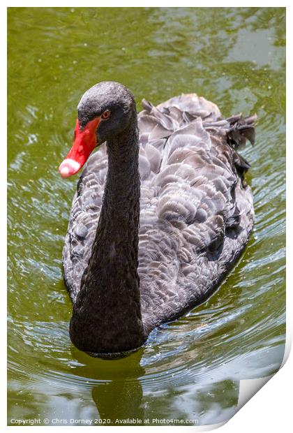 Black Swan Print by Chris Dorney