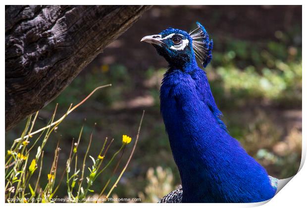 Peacock Print by Chris Dorney