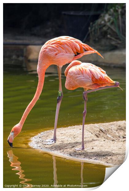 Flamingoes Print by Chris Dorney