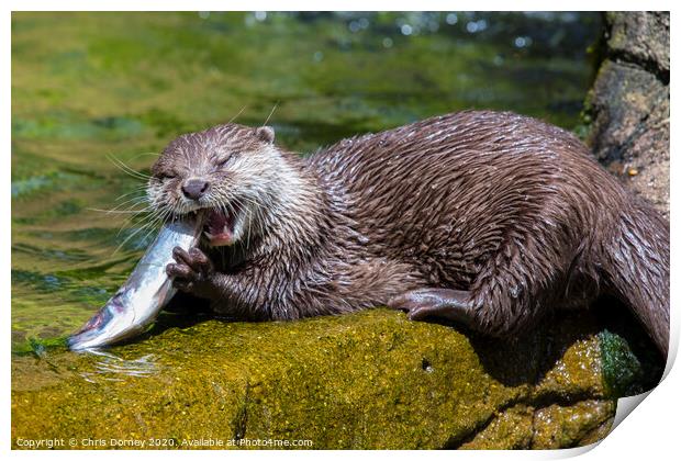 Otter Print by Chris Dorney