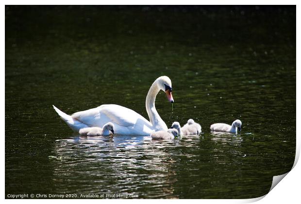Swan and its Young at St James's Park Print by Chris Dorney