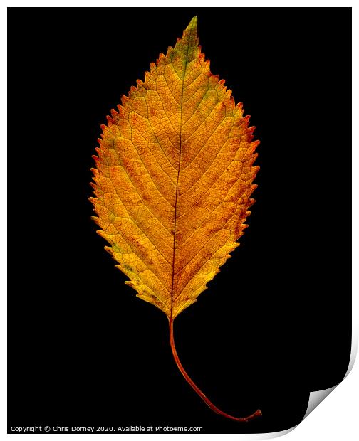 Autumnal Elm Leaf  Print by Chris Dorney