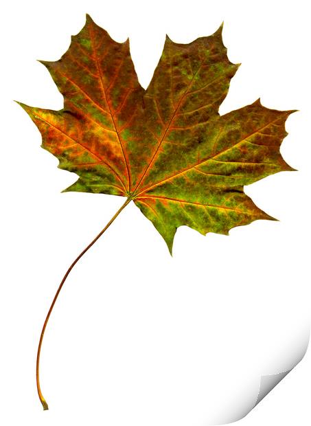 Autumn Maple Leaf Print by Chris Dorney