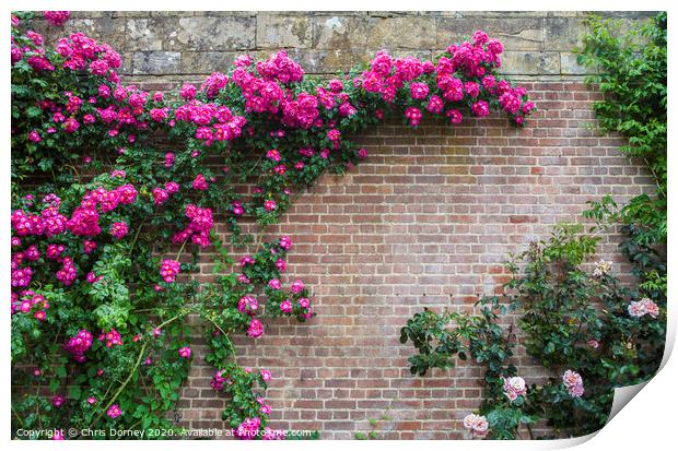 Pink Flowers Growing on a Wall Print by Chris Dorney