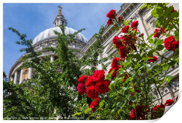 Roses at St. Pauls Catehdral in London Print by Chris Dorney