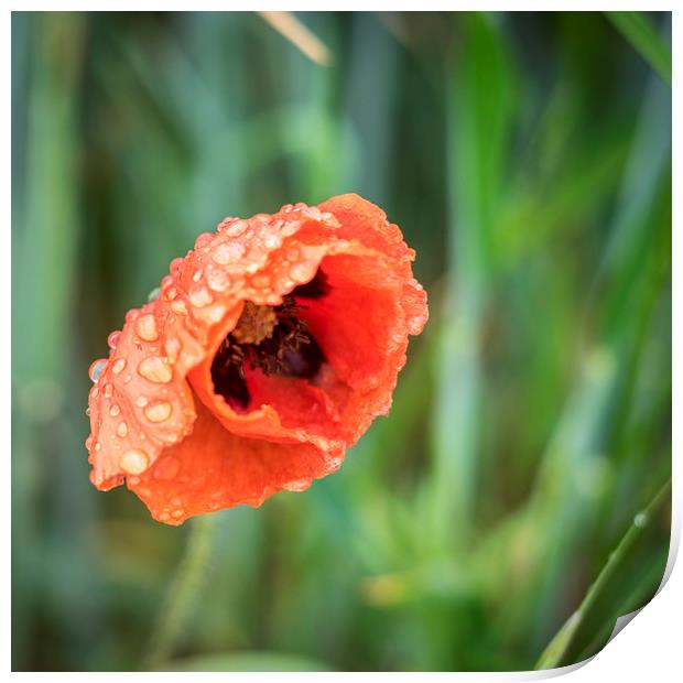 Poppy in the rain Print by Lindsay Philp